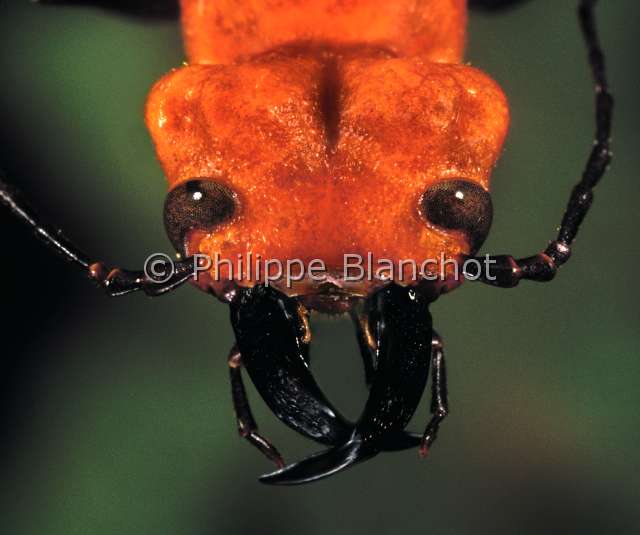 Cissites auriculata 2.JPG - Cissites auriculata (Portrait)MeloideBlister beetleColeopteraMeloidaeCosta Rica
